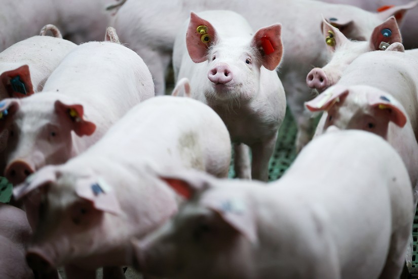 Số đàn lợn ở Đức đã giảm xuống mức thấp kỷ lục. Ảnh: Getty Images