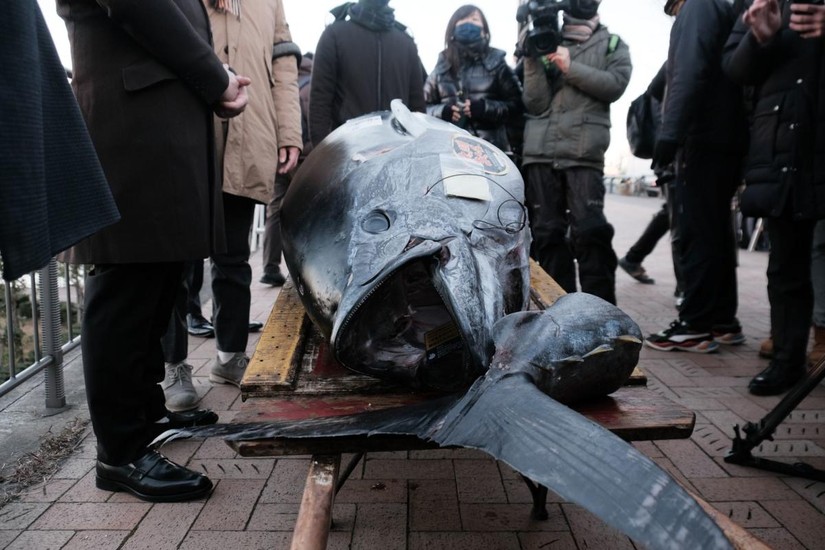 Con cá ngừ vây xanh nặng 212 kg có giá 36 triệu Yen (275.000 USD). Ảnh: Bloomberg