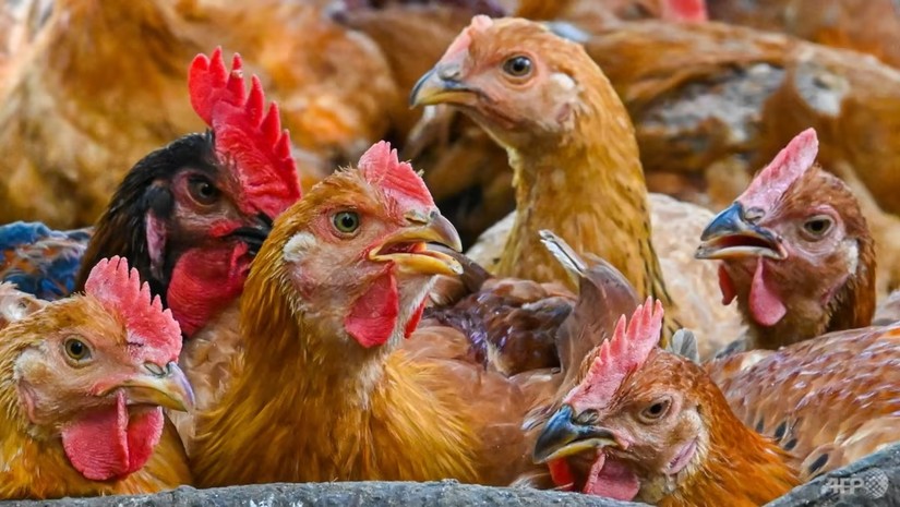 Trang trại gà ở Temerloh, bang Pahang, Malaysia. Ảnh: AFP