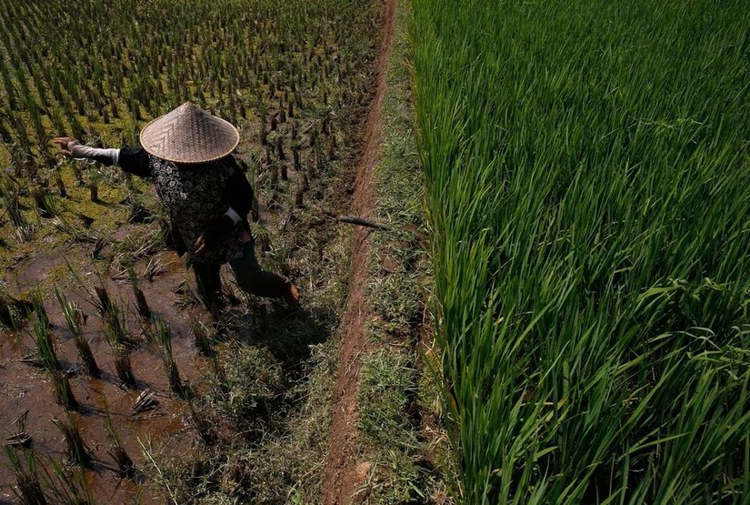 Một nông dân dọn cỏ dại trên cánh đồng ở Subang, tỉnh Tây Java, Indonesia, năm 2014. Ảnh: Reuters