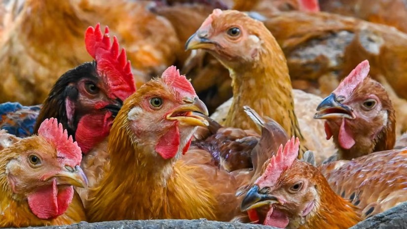 Malaysia sẽ nối lại hoạt động xuất khẩu gà kể từ tháng 7. Ảnh: AFP