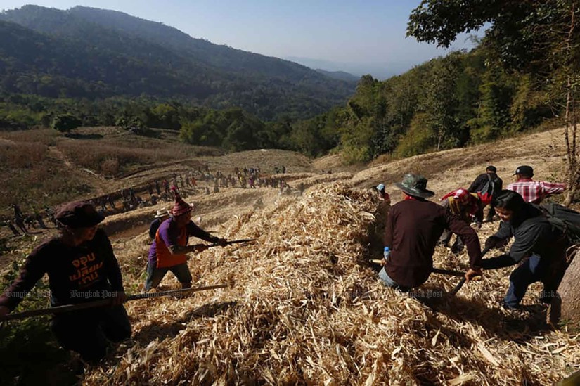 Những nông dân làm việc trên cánh đồng tại tỉnh Nan, Thái Lan. Ảnh: Bangkok Post
