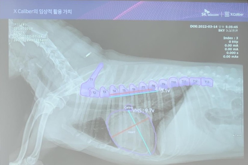 Nền tảng X Calibre chẩn đoán bệnh cho chó dựa trên công nghệ AI của SK Telecom thông qua ảnh chụp X-quang. Ảnh: Theo Yonhap.
