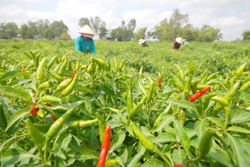 Trang trại trồng ớt làm gia vị xuất khẩu tại Đồng bằng sông Cửu Long. Ảnh: Bộ NN&PTNT