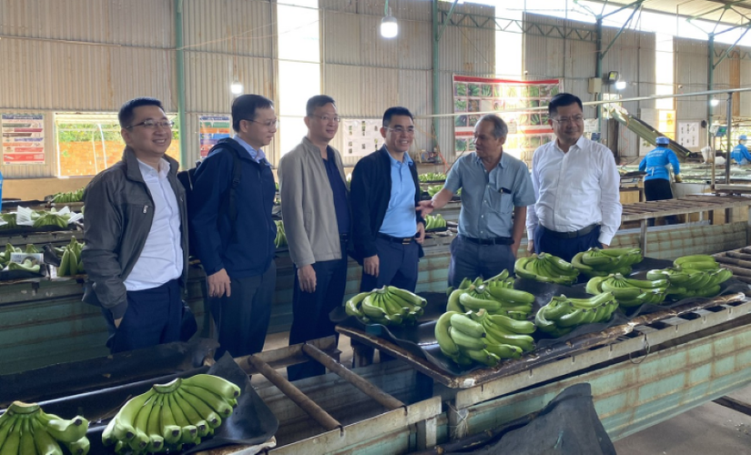 Bầu Đức đưa đoàn lãnh đạo LPBank thăm máy chế biến chuối tại Attapeu, Lào. Ảnh: HAGL