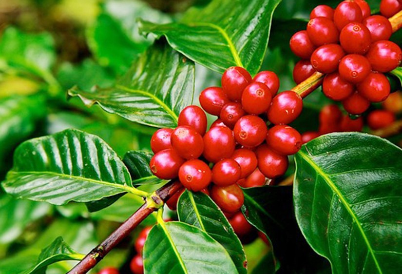 Cà phê Robusta của Việt Nam lập kỷ lục thế giới về xuất khẩu