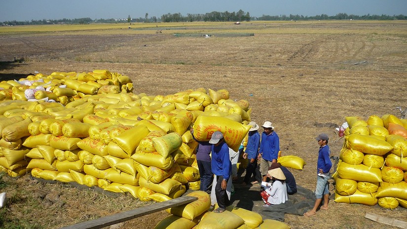 Xuất khẩu gạo của Việt Nam đến ngày 15/9 đã vượt 6 triệu tấn