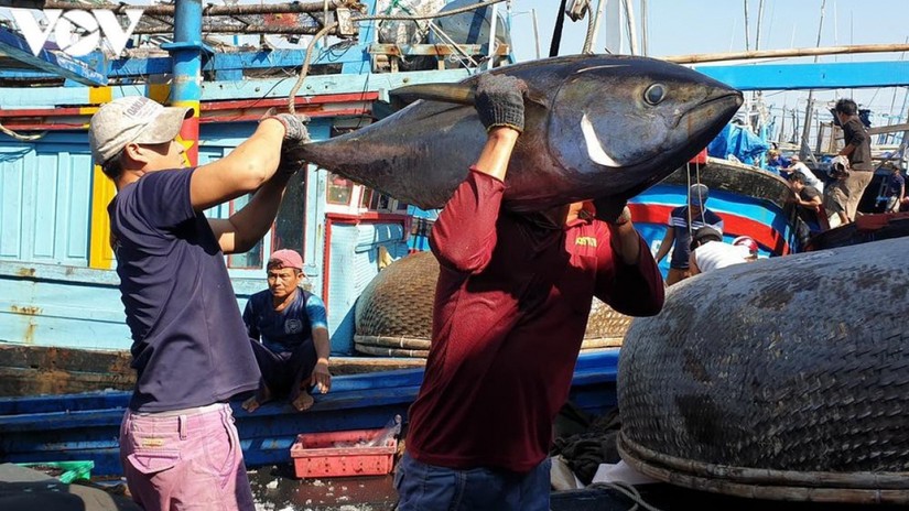 Xuất khẩu cá ngừ tăng mạnh dịp cuối năm 2021 - Ảnh: minh họa