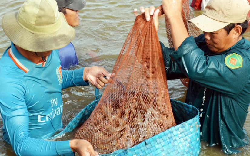 Xuất khẩu tôm Việt dần bị lấn áp bởi các "cường quốc" xuất khẩu tôm - Ảnh: minh họa