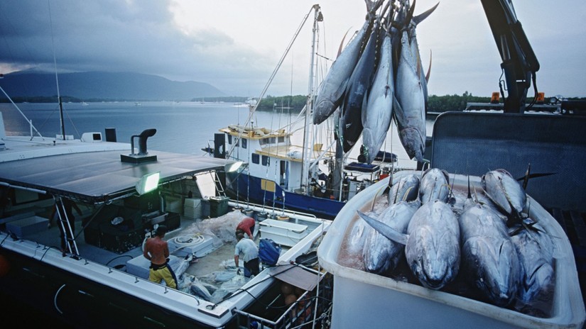 Xuất khẩu cá ngừ sang Canada trở lại quỹ đạo tăng trưởng trước thời điểm dịch bệnh 