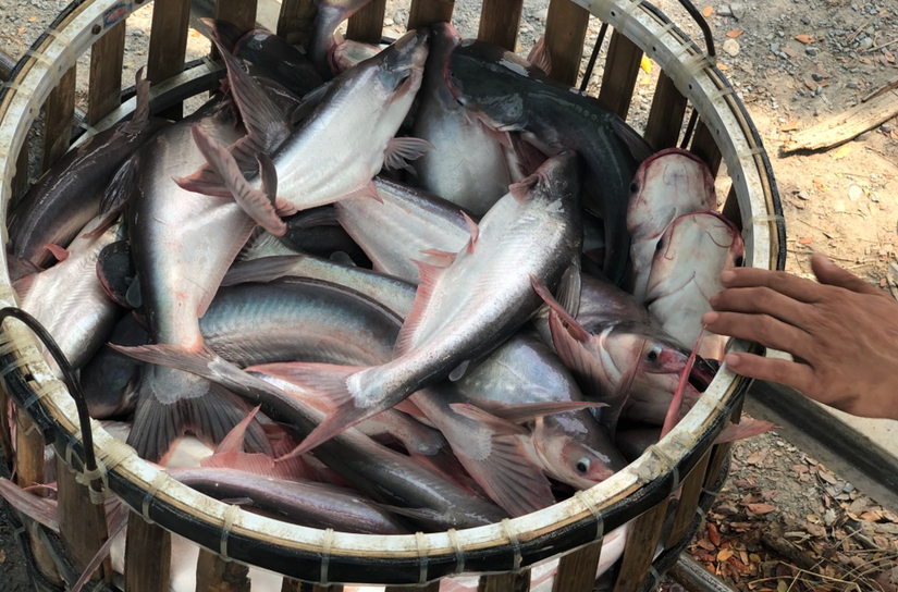 Kỳ vọng tăng trưởng xuất khẩu cá tra sang Colombia