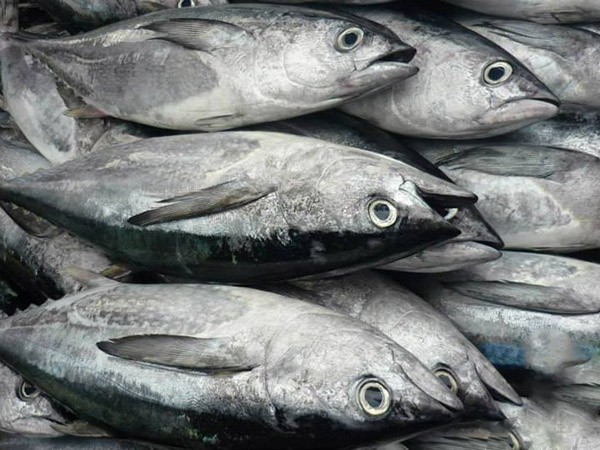 Xuất khẩu cá ngừ có thể đạt mốc 1,1 tỷ USD trong năm nay
