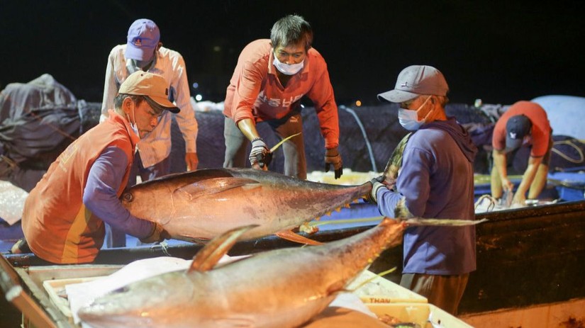 Xuất khẩu cá ngừ Việt sang EU kém lạc quan