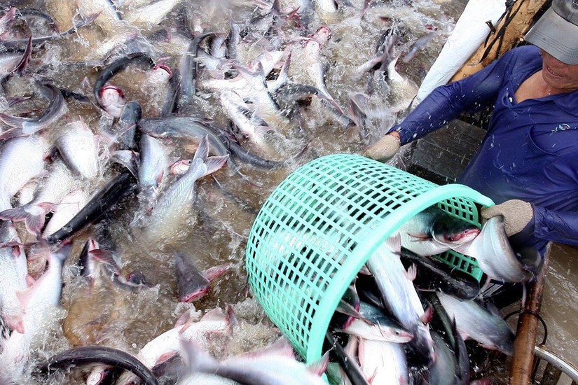 Trung Quốc là thị trường xuất khẩu cá tra lớn nhất của Việt Nam 