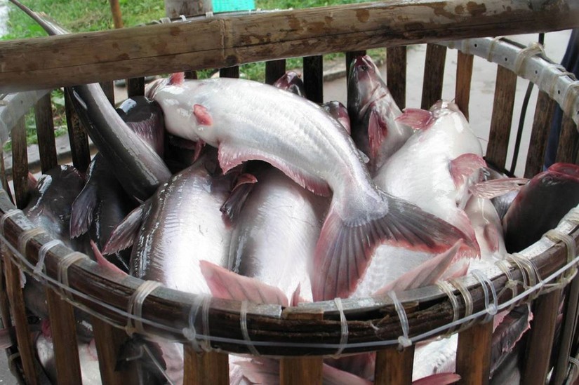Vĩnh Hoàn là doanh nghiệp Việt xuất khẩu cá tra lớn nhất sang Trung Quốc
