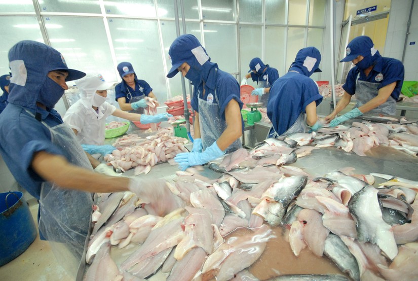  Mỹ, Trung Quốc chiếm hơn 50% kim ngạch xuất khẩu cá tra của Việt Nam