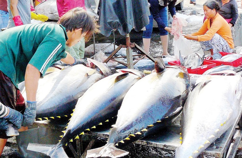 Xuất khẩu cá ngừ Việt Nam giảm tốc tại các thị trường chính