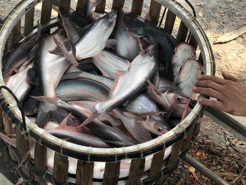 5 địa phương Trung Quốc nhập khẩu cá tra Việt Nam nhiều nhất