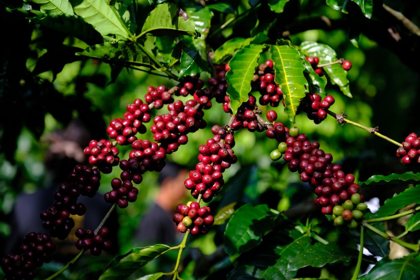 Giá cà phê xuất khẩu cao kỷ lục trong tháng 7