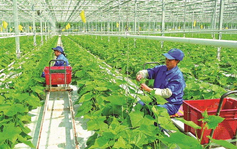 World bank cam kết hỗ trợ Việt Nam phát triển chuỗi giá trị nông nghiệp giảm phát thải carbon