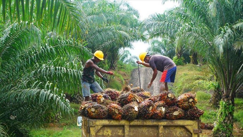 Thu hoạch trái cọ tại Malaysia