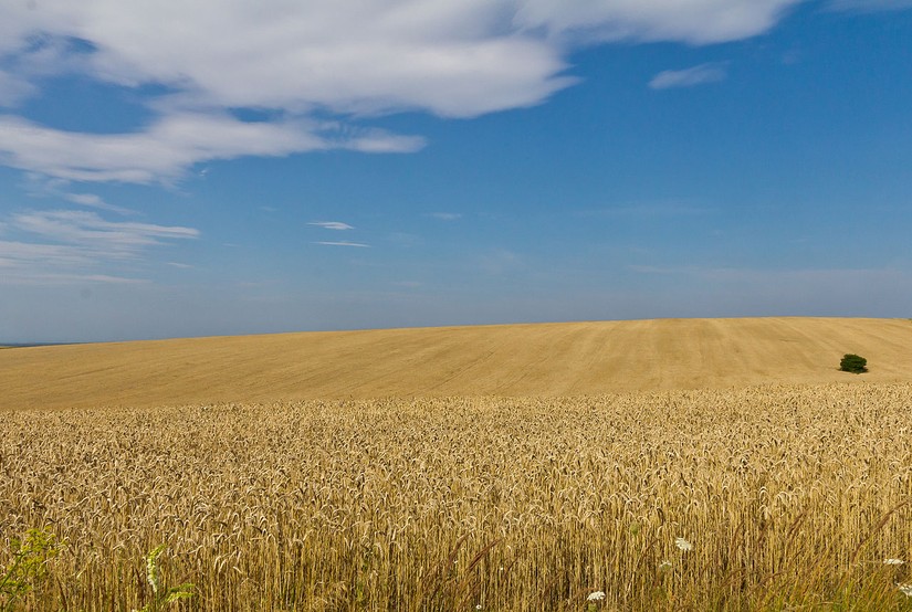 Cánh đồng lúa mỳ tại Ukraine. Ảnh: Raimond Spekking