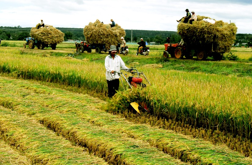 Nông dân Việt Nam thu hoạch gạo. Ảnh: tuyengiao