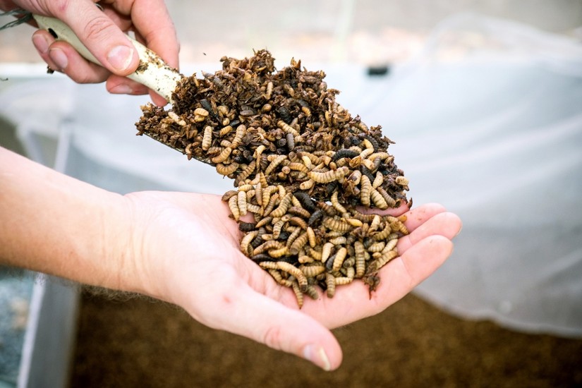 Malaysia và Singapore tìm tới ấu trùng ruồi lính đen như một phương pháp xử lý rác thải thực phẩm.
