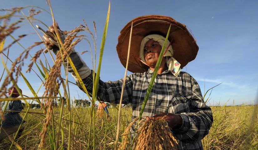 Người dân tại tỉnh Narathiwat, Thái Lan thu hoạch gạo. Ảnh: AFP