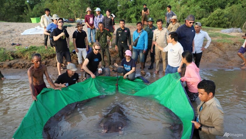 Ngư dân Campuchia đánh bắt được cá đuối nước ngọt khổng lồ. Ảnh: Wonders of the Mekong via AP