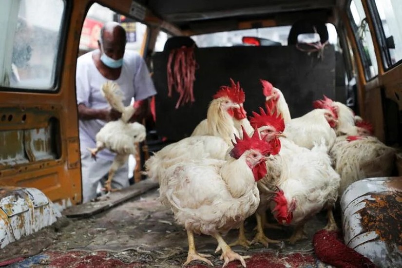 Bộ trưởng Nông nghiệp và Công nghiệp Thực phẩm Malaysia cho biết nguồn cung gà của nước này đã ổn định và có thừa để xuất khẩu. Ảnh: Reuters