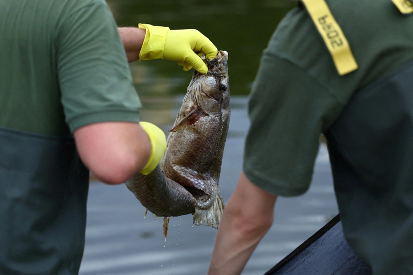 Hàng tấn cá chết trôi dạt vào bờ sông Oder dọc thuộc lãnh thổ cả 2 nước Ba Lan và Đức. Ảnh: Reuters