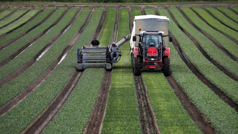 Các trang trại tại Anh đang lãng phí khoảng 75 triệu USD thực phẩm do thiếu nhân công thu hoạch. Ảnh: AFP