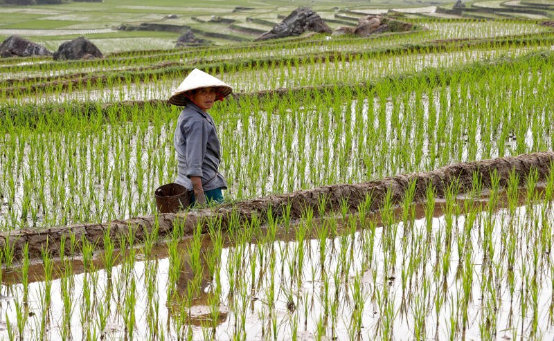 Việt Nam, Thái Lan và Campuchia nằm trong số các quốc gia chịu nguy cơ nhiệt độ tăng đột biến ảnh hưởng tới năng suất cây trồng. Ảnh: Reuters