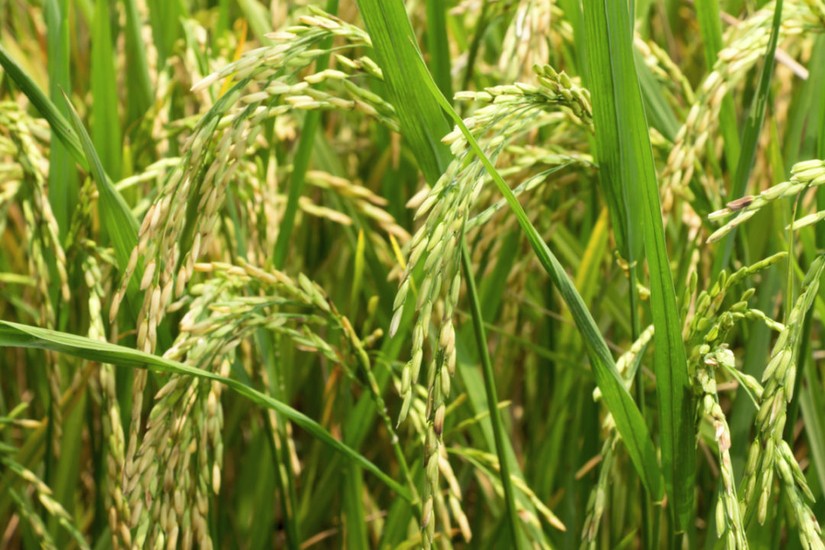Ngoài việc hạn chế xuất khẩu lúa mỳ và đường, Ấn Độ đang có động thái hạn chế và áp thuế xuất khẩu gạo để ưu tiên ổn định thị trường trong nước. Ảnh: Adobe Stock