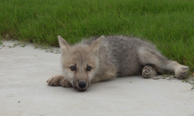 Chú sói Bắc Cực nhân bản đầu tiên trên thế giới mang tên Maya và nó được sinh ra trong một phòng thí nghiệm. Ảnh: Sinogene Biotechnology Co