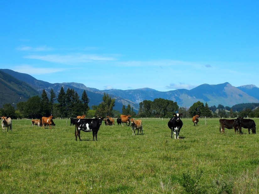 New Zealand nghiên cứu các phương pháp bền vững như cải thiện lợi khuẩn cho bò để giảm chứng ợ hơi, từ đó giảm phát thải khí methane sinh học. Ảnh: Reuters