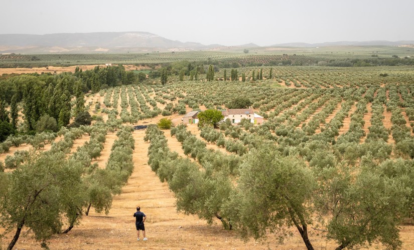 Hạn hán kéo dài tại Tây Ban Nha khiến sản lượng olive thu hoạch mùa vụ vừa qua giảm mạnh. Ảnh: CNN