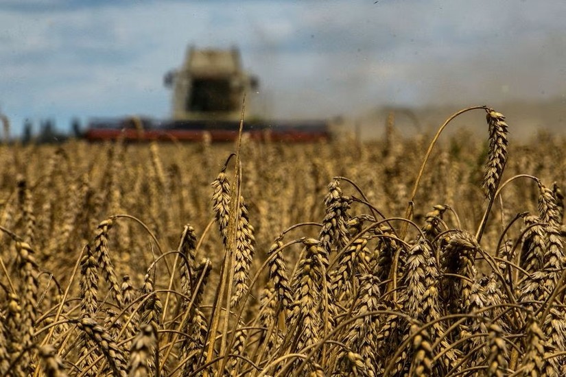 Thu hoạch lúa mì trên cánh đồng gần làng Zghurivka ở vùng Kiev, Ukraine. Ảnh: Reuters