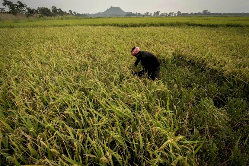Nông dân thu hoạch lúa tại Guwahati, Ấn Độ. Ảnh: AP