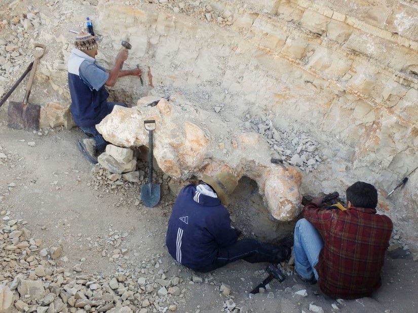 Các nhà khoa học khai quật một hóa thạch đốt sống của Perucetus colossus - loài cá voi cổ đại khổng lồ sống tại Thế Eocene cách đây khoảng 38 - 40 triệu năm trước. Ảnh: Giovanni Bianucci