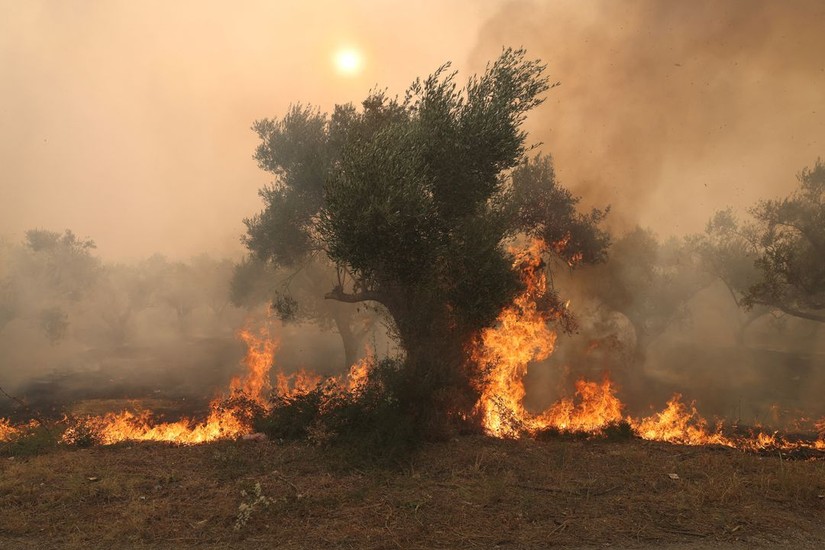 Cháy rừng tại Alexandroupolis thuộc vùng Evros, Hy Lạp ngày 22/8. Ảnh: Reuters