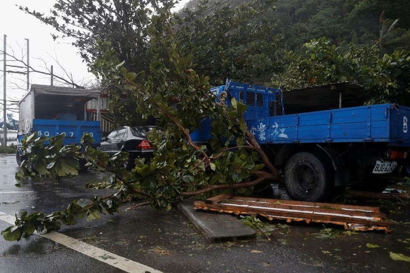 Cây bị đổ do bão Koinu tại Dawu, đảo Đài Loan. Ảnh: Reuters