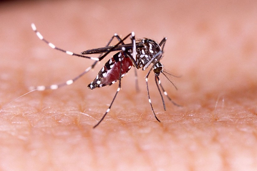 Sốt xuất huyết lây lan chủ yếu qua muỗi Aedes aegypti. Ảnh: AP