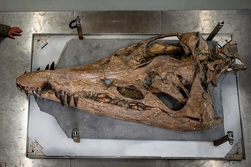 Hộp sọ dài 2m của pliosaur tại Jurassic Coast, Anh. Ảnh: BBC