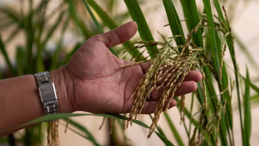 Philippines gia hạn cắt giảm thuế nhập khẩu gạo cho tới cuối năm 2024 nhằm đảm bảo bình ổn giá mặt hàng quan trọng này. Ảnh: Reuters