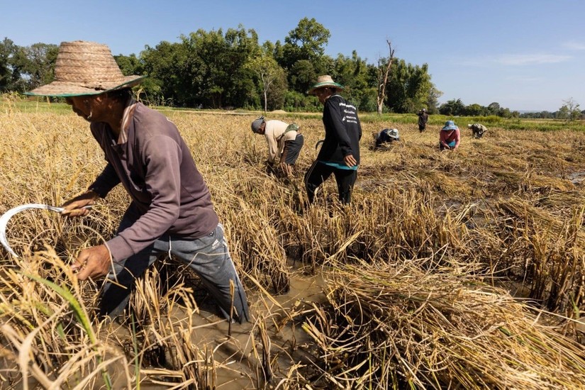 Nông dân thu hoạch lúa tại tỉnh Kalasin, Thái Lan. Ảnh: Bloomberg