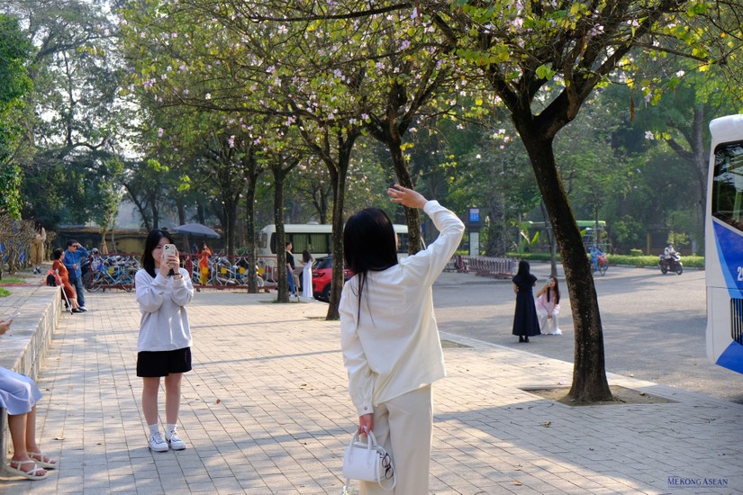 Người trẻ tuổi chụp ảnh nhân mùa hoa ban nở tại thủ đô Hà Nội, Việt Nam. Ảnh: Mekong ASEAN.
