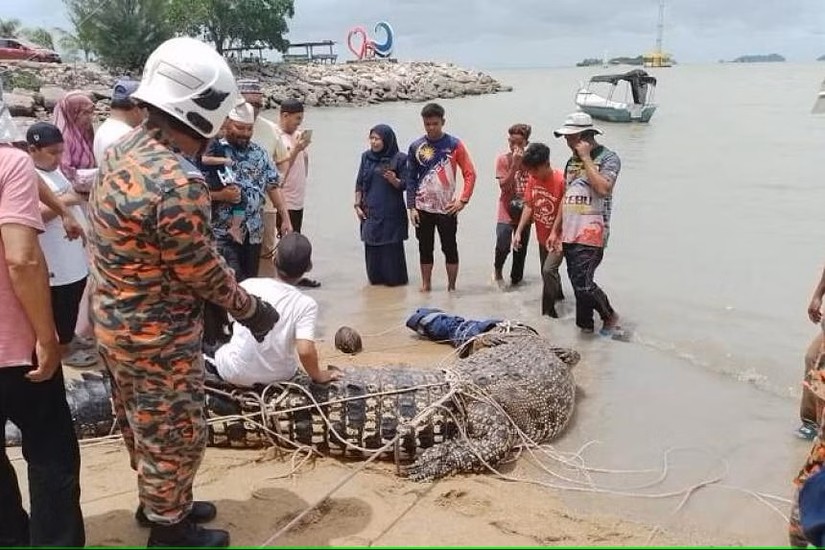 Hình ảnh con cá sấu nước mặn bị bắt giữ tại Melaka, Malaysia. Ảnh: The Star