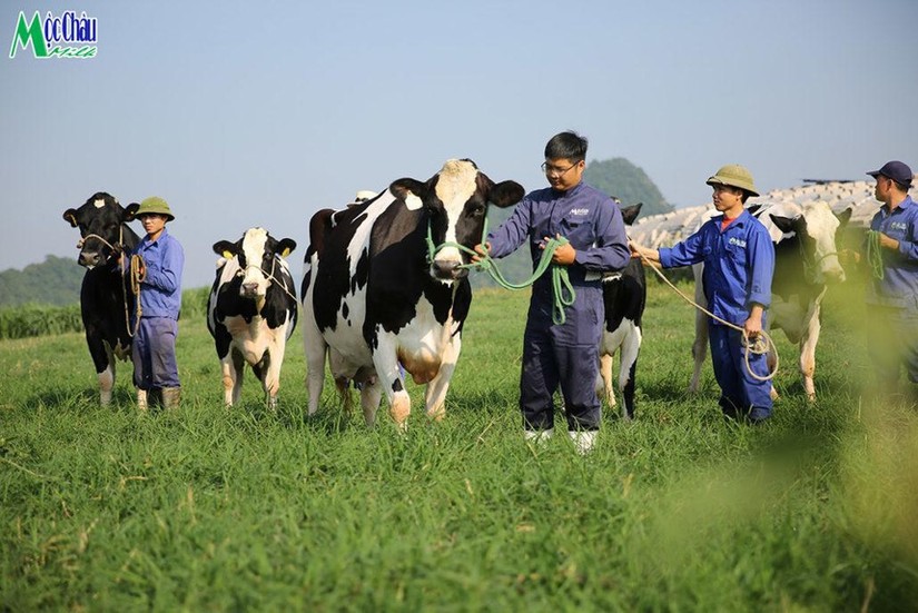 Mộc Châu Milk hoàn thành mục tiêu tăng 13,5% về lợi nhuận